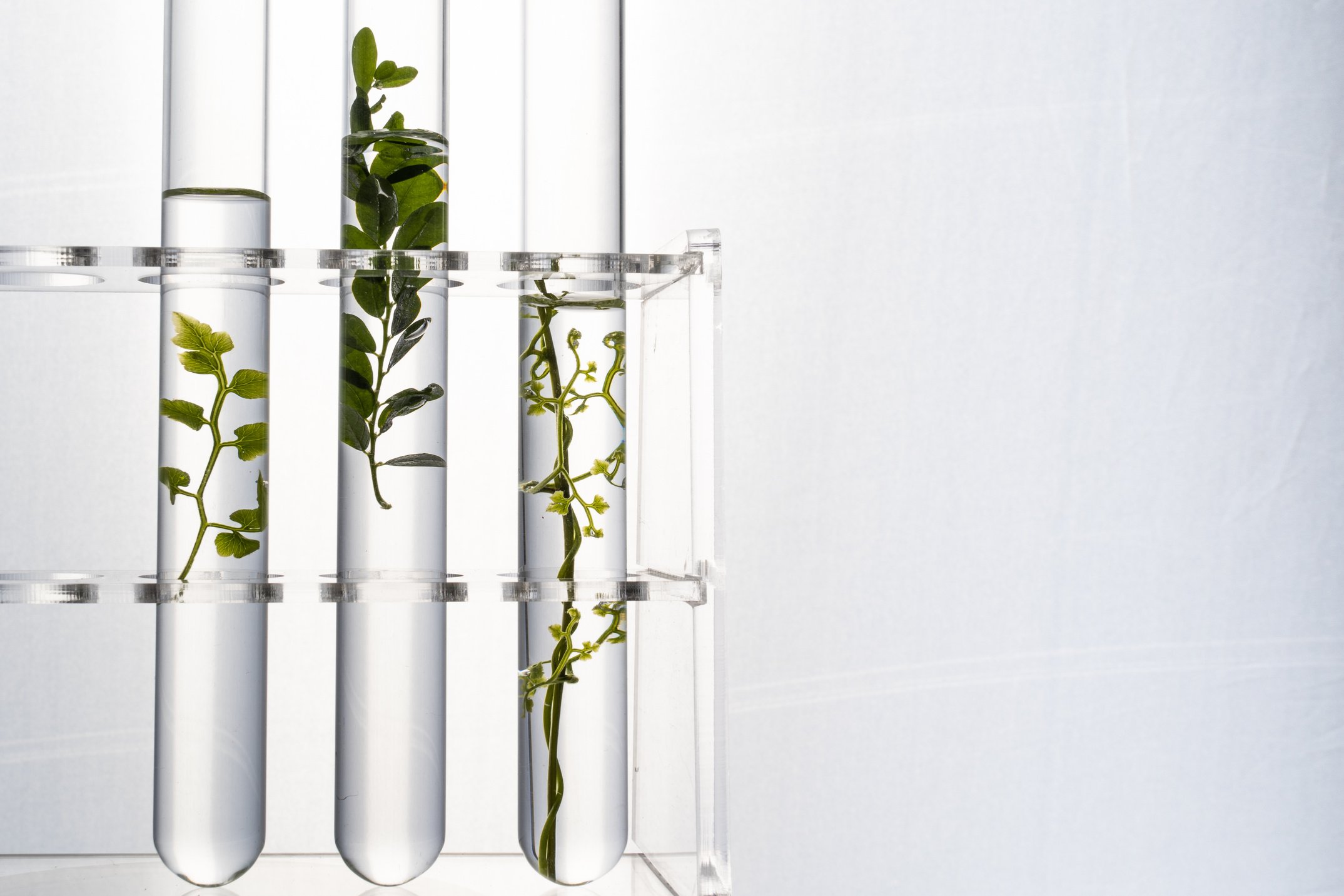 Test Tubes with Leaves